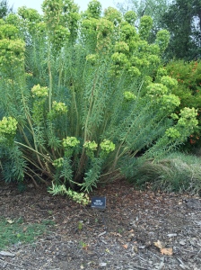 Native drought tolerant plant.